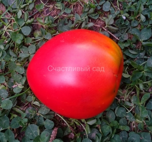 Бычье сердце дяди Йи Чана (Yee Chan's Uncle's Oxheart), сердцевидные томаты,