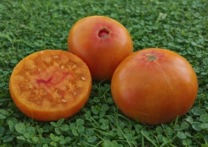 Dwarf Awesome, Карлики (Dwarf),