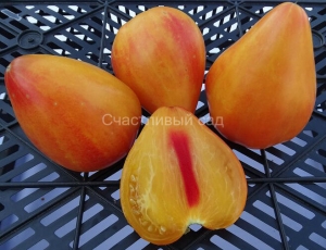 Двухцветное бычье сердце (Coeur de Boeuf Bicolor), сердцевидные томаты,