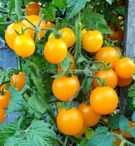 Карлик Улыбающийся Орёл (Eagle Smiley Dwarf)