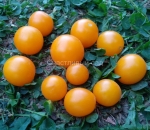 . Карлик Улыбающийся Орёл (Eagle Smiley Dwarf)