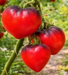 . Клубничный Сержант (Sergeant strawberry)