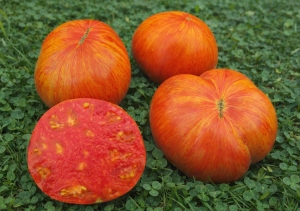 Король красоты (Beauty King), полосатые томаты,