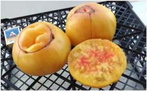 Lenny and Gracie’s Kentucky, Гиганты желтые и оранжевые,