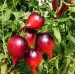 . Огненная Комета Софии (Feuriger Komet Sofias)