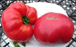 Henderson's Pink Ponderosa, Гиганты классические розовые,