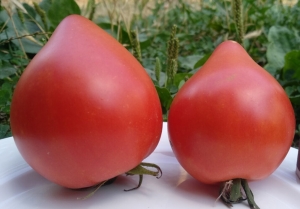 Северная корона, сердцевидные томаты,