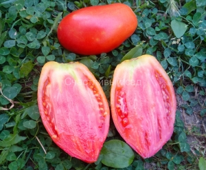 Тамонинские, Длинноплодные томаты,