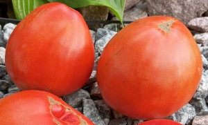 Belmonte Cuore, Сердцевидные томаты