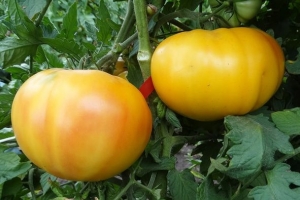 Минусинское манго, двухцветные томаты,