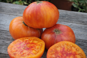 Олимпийский Огонь, двухцветные томаты,