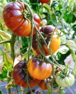 Росомаха (Wolverine), Синие томаты,