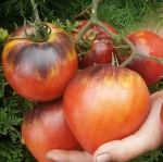 . Сержант Пеппер бронзовый (Sgt. Pepper Bronze)