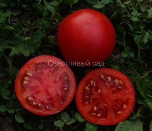 Dwarf Andy’s Fortyy