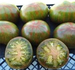 . Berkeley Tie Dye Green