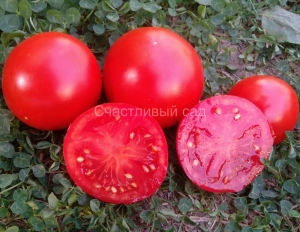 Canabec  Super, Низкорослые кустовые,