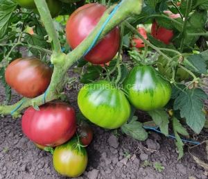 Старинное сердце Равенны (Cuore Antici di Ravenna), Грушевидные томаты,