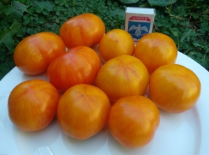 Карлик Радуга Дина Хейли (Dwarf Dean Haley's Rainbow)