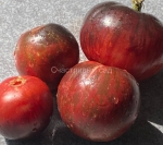 . Карлик Молния Гондвана (Dwarf Gondwana Lightning)