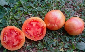 Карлик Грааль (Dwarf Grail)