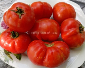 Карлик Рецессивный (Dwarf Recessive)