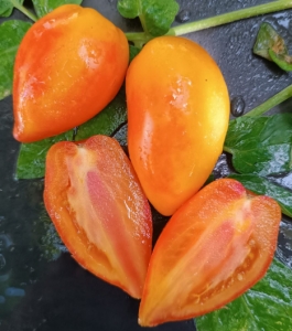 Dwarf Sunkissed Peach