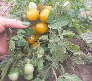 Микро Карлик Толстая лягушка (Fat Frog Micro Dwarf)