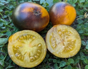 Луна Гондвана (Gondwana Moon), Карлики (Dwarf)