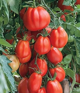 Лигурия (Liguria), Грушевидные томаты,