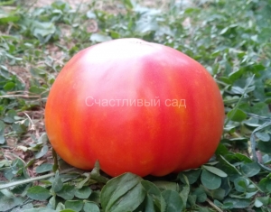 Тайна Марси (Marcy's Mystery), двухцветные томаты,