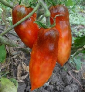 OSU O Blonde Avec Tetons, Длинноплодные томаты,