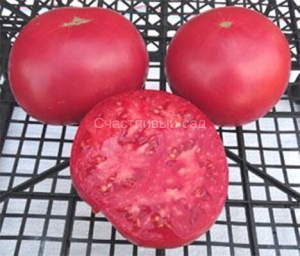 Pruden's Purple, Гиганты розовые,