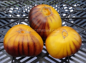 Пурпурный Восход (Purple Sunrise, Purpura Rits), Синие томаты