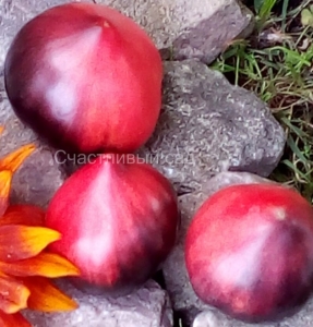 Синие Горы Сержанта Пеппера (Sgt. Peppers Blue hills), Синие томаты