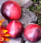 . Синие Горы Сержанта Пеппера (Sgt. Peppers Blue hills)