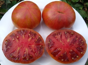 Tennessee Suited, Карлики (Dwarf),